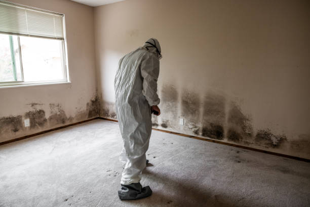 Best Mold Odor Removal Services  in Veazie, ME